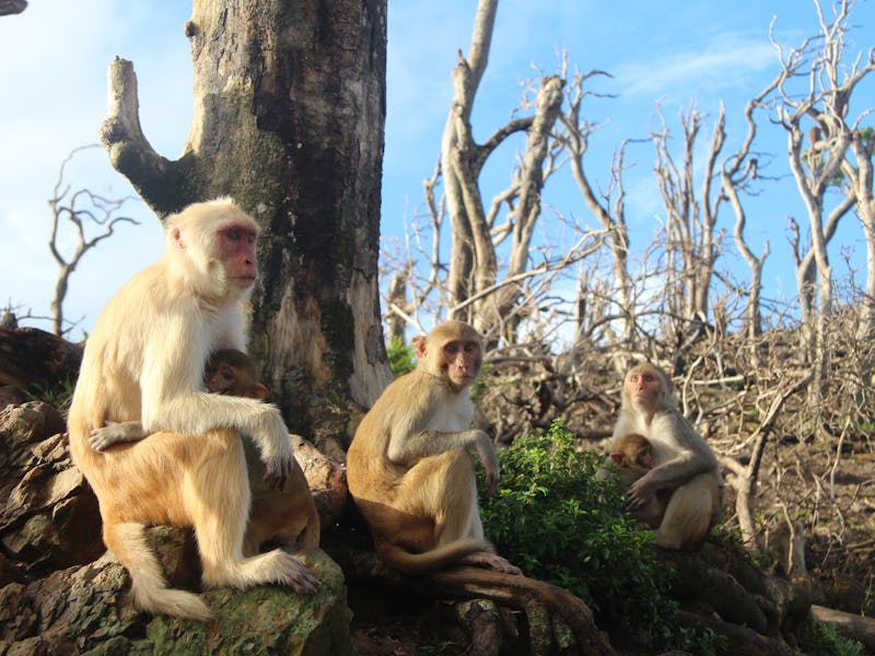 Rhesus macaques in the aftermath of Hurricane Maria in Puerto Rico