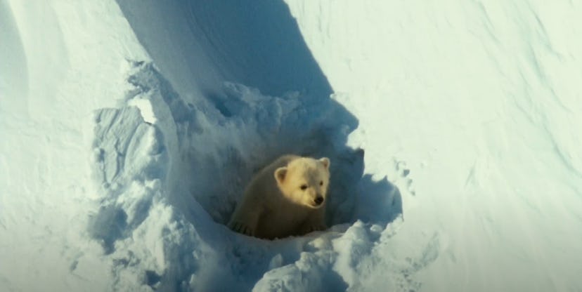 Arctic Tale is a nature documentary from 2007.