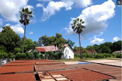 Beans dry in the Sun at a plantation in Madagascar, and microbes invisibly do their work.