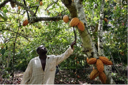 A plantation owner in Ivory Coast checks the pods on one of his cacao trees