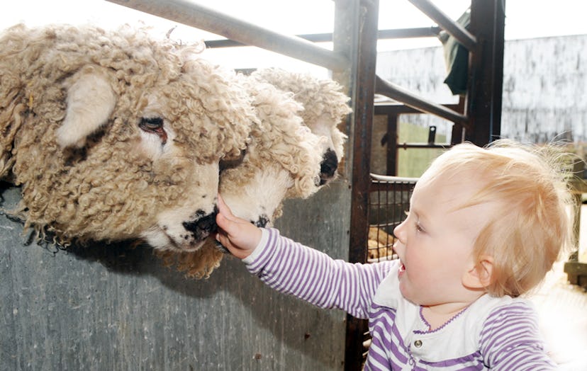 baby petting sheep