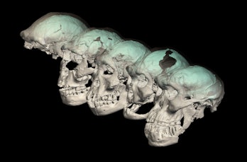 ancient skulls