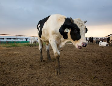 cow