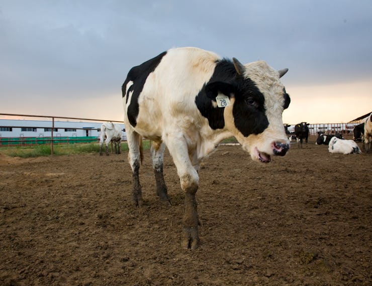 cow