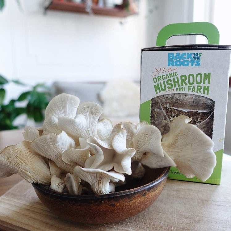 Back to the Roots Organic Mini Mushroom Grow Kit