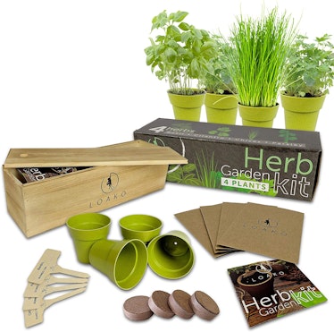 Loako Indoor Herb Garden Starter Kit
