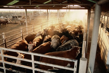 Crowded cattle feedlot