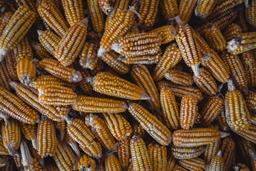 maize or corn as diet ancient microbiome