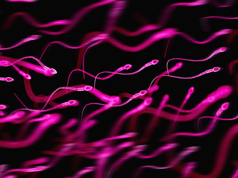 Human sperm cells
