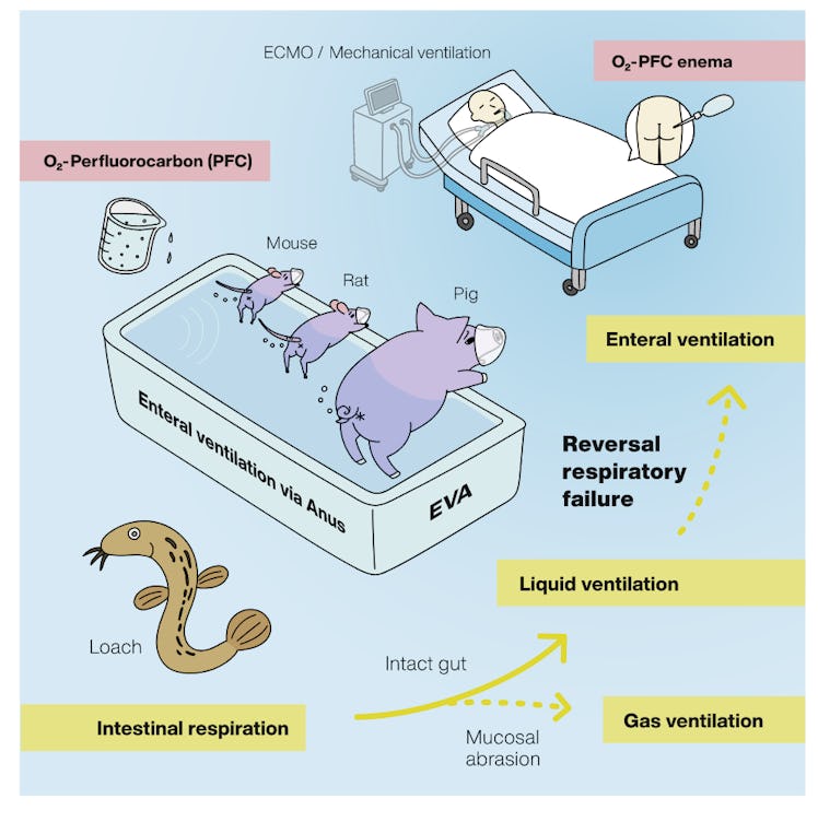 Graphic from study illustrating intestinal breathing