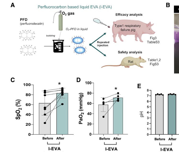 Chart from study showing pig and rodent receiving treatment