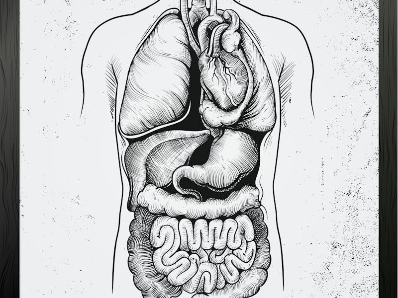 A stencil illustration of a human torso showing the gut