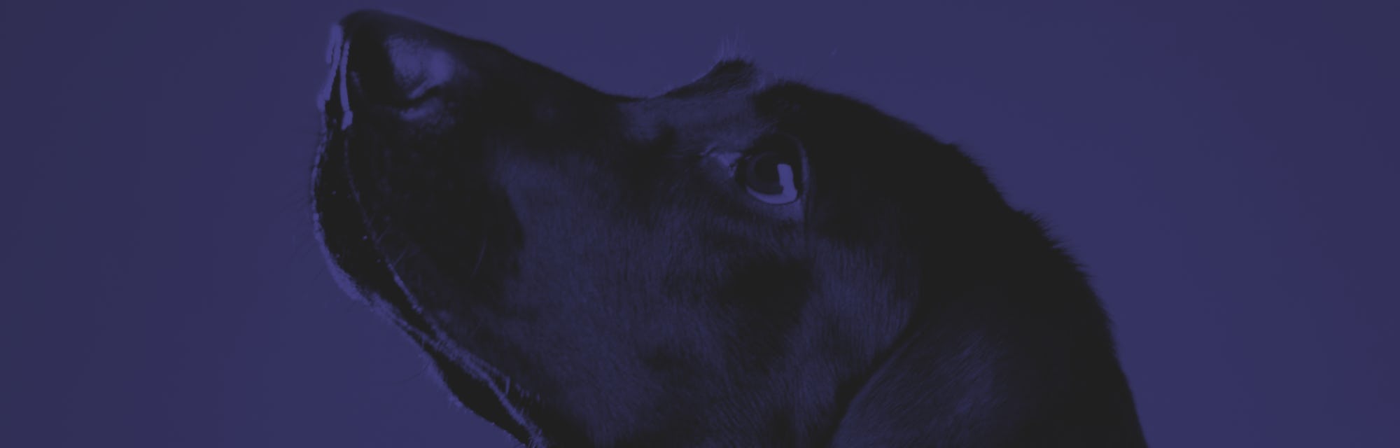 flat-coated retreiver