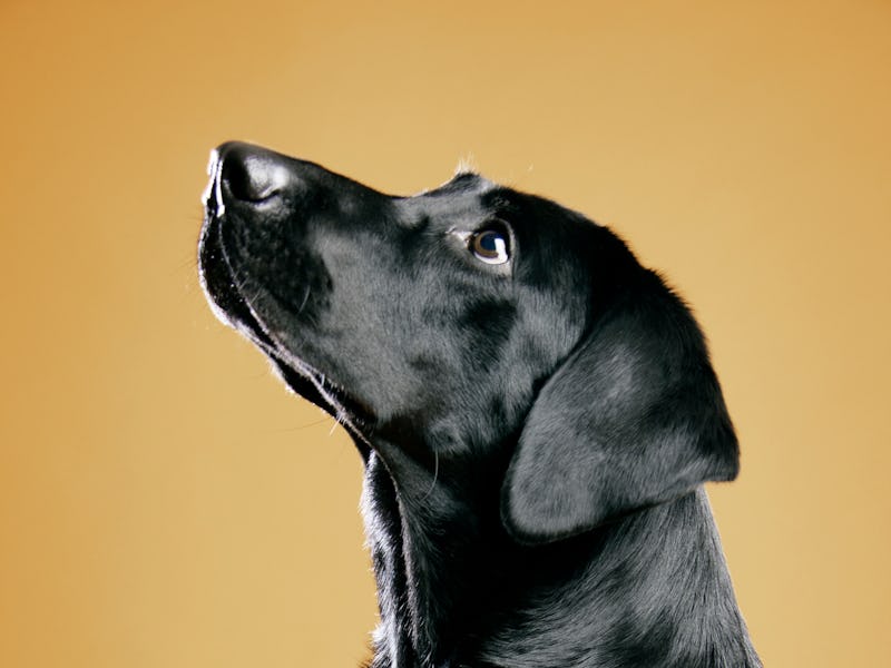 flat-coated retreiver