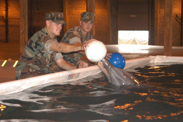 US Navy officers play with dolphin in tank