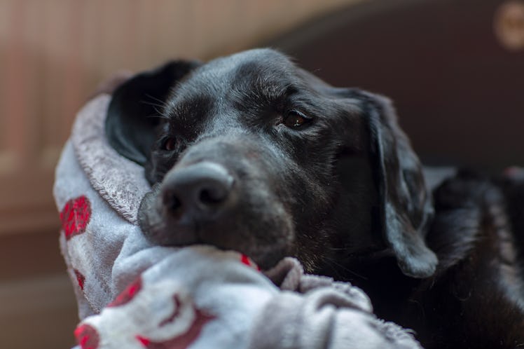 Resting dog with cancer