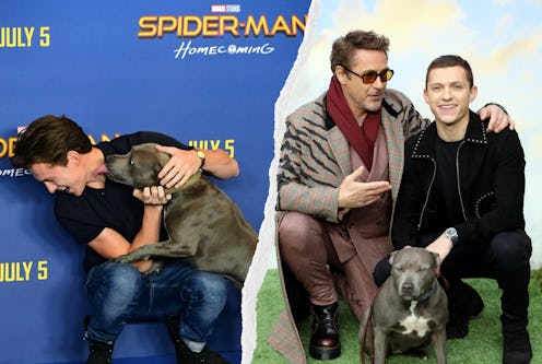 Tom Holland and Robert Downey Jr. with Holland's dog Tessa.