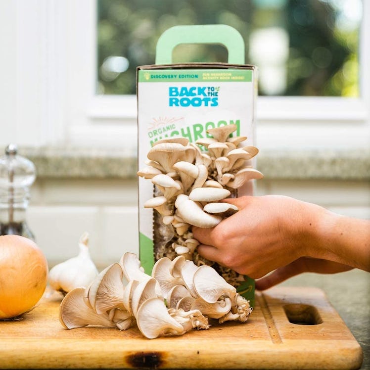 Back to the Roots Organic Mushroom Growing Kit