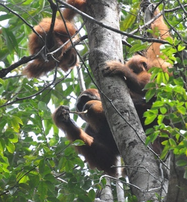 Orangutan teenagers in a tree interacting together