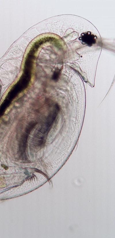 A zooplankton (Daphnia dentifera) not infected by fungal parasite Metschnikowia bicuspidate.