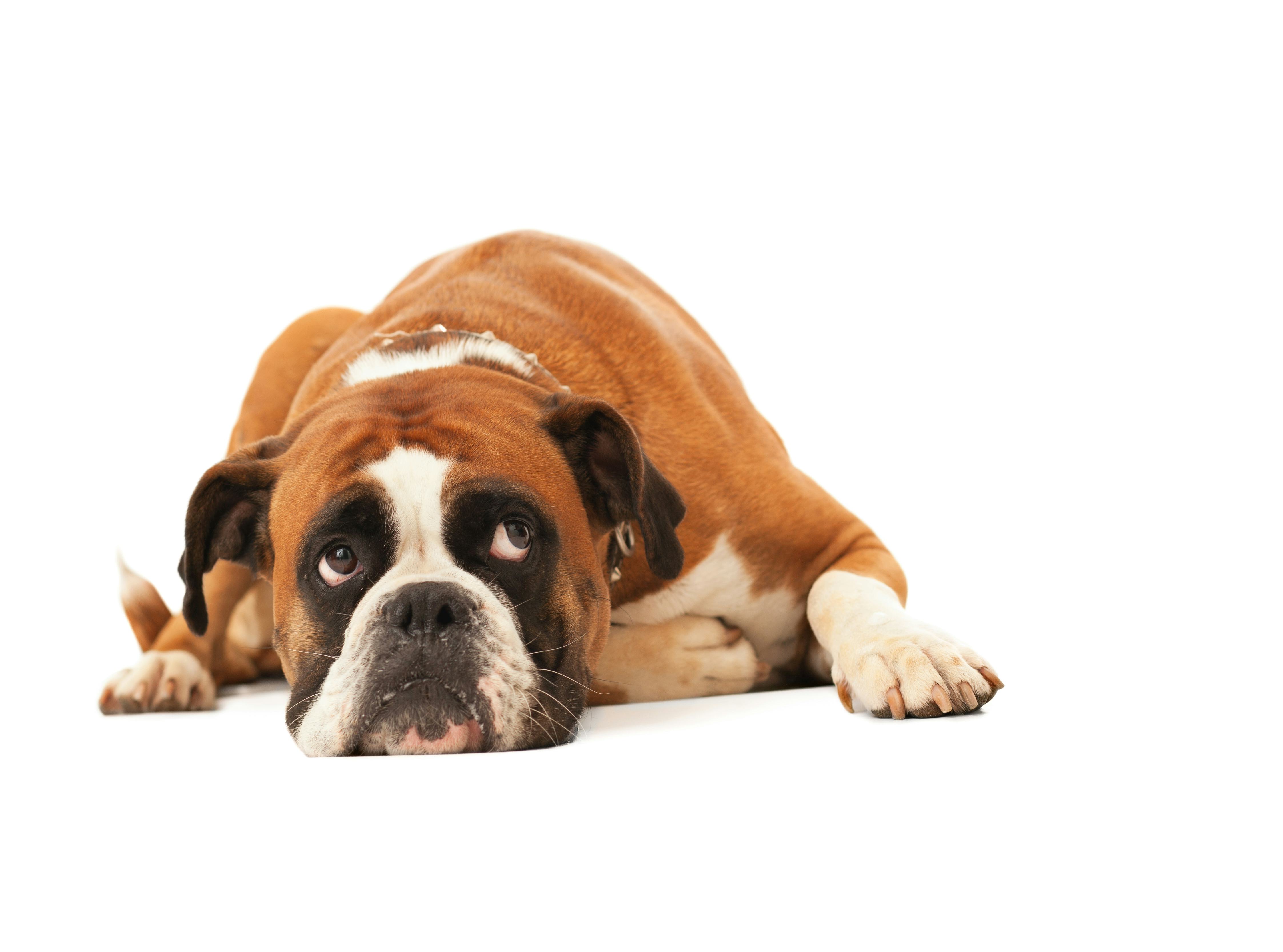 Beware! This Common Illness Could Affect Your Dog - wa9njbp