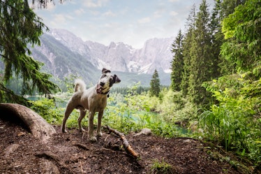Dog in forest nature setting