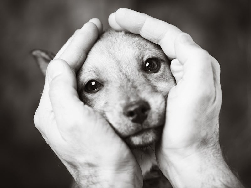 Man cradles dogs face in his hands