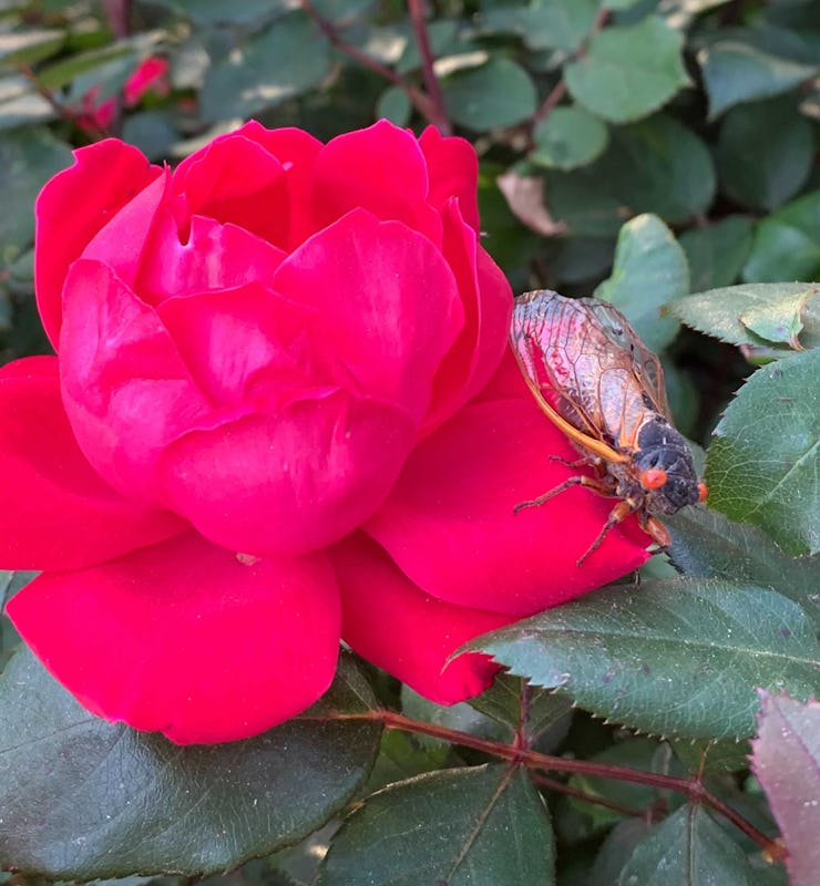 A cicada sitting on a rose that matches its eyes