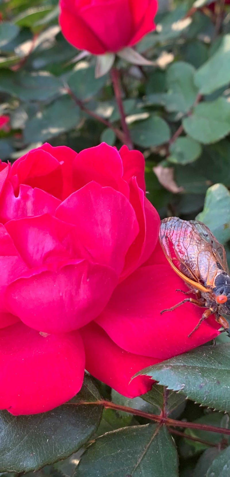 cicada on a rose