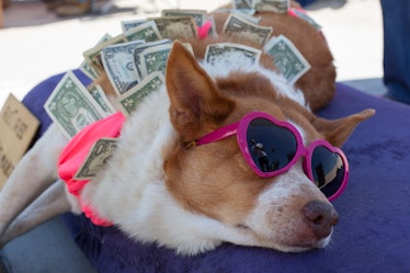 Dog wearing sunglasses surrounded by dollar bills