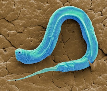 nematode blue worm