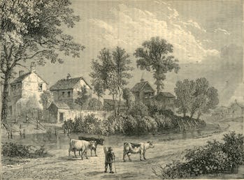 illustration farm with cows and trees