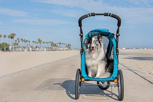 Best Dog Strollers