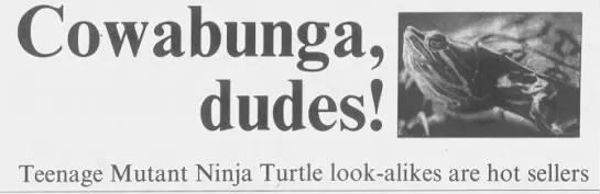 How Teenage Mutant Ninja Turtles devastated the world’s turtle population