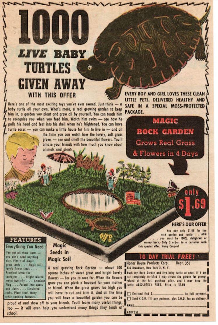 turtle ad
