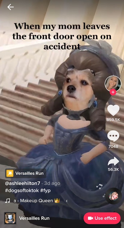 Some of the best Versailles Run TikTok filter memes include dogs.