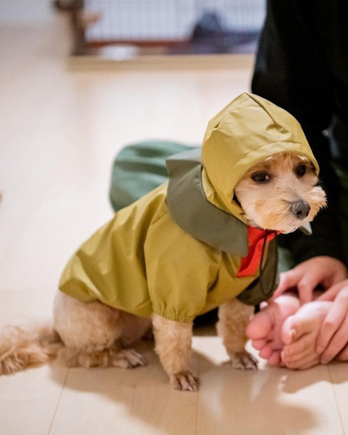 Change your dog's life with this adorable Japanese rain jacket