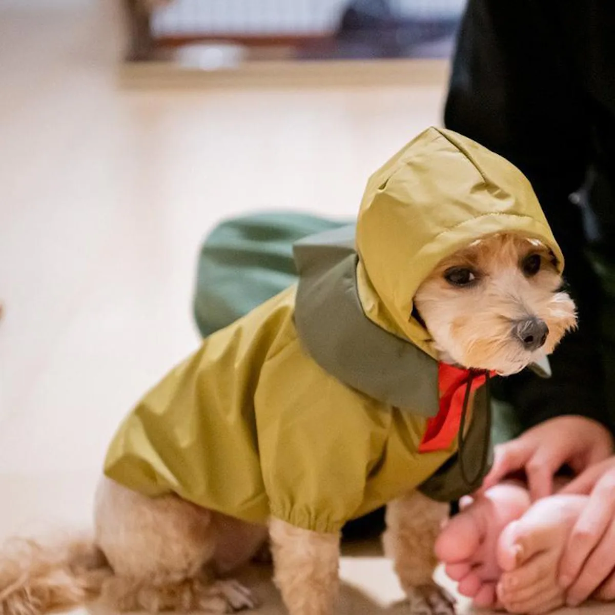 Change your dog's life with this adorable Japanese rain jacket Change your dog's life with this adorable Japanese rain jacket