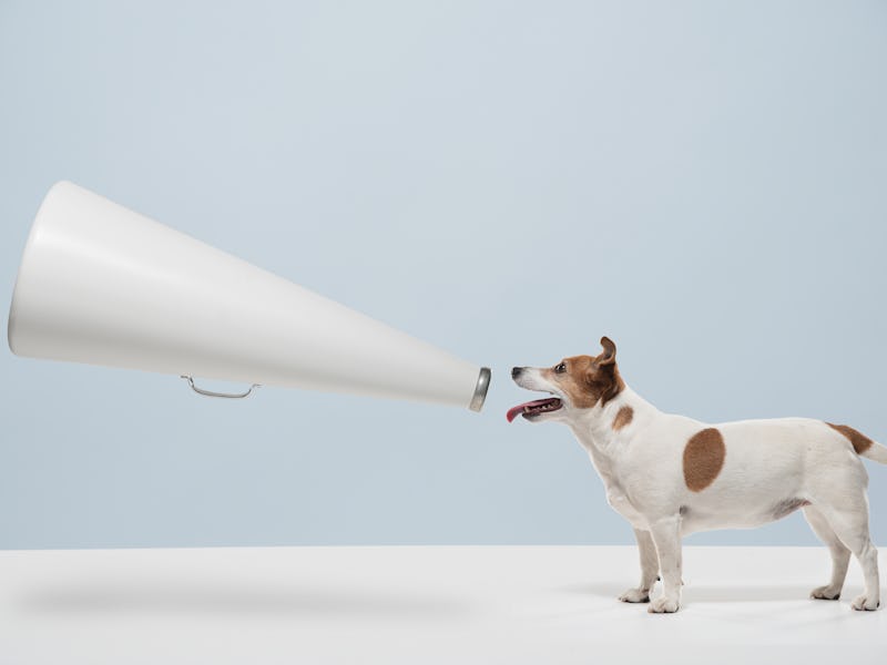 Dog talking into megaphone