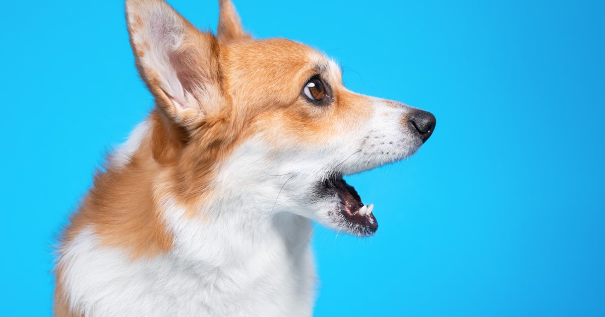 Can Dogs Talk To You The Science Behind Canine Communication can-dogs-talk-to-you-the-science-behind-canine-communication