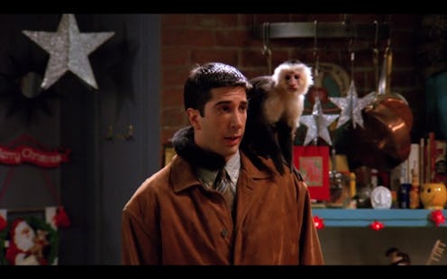 Ross (David Schwimmer) with Marcel (Katie) the capuchin monkey on his shoulder.
