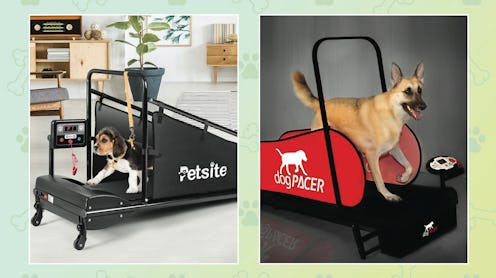 The Best Dog Treadmills