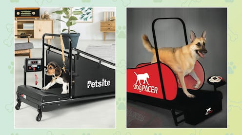 The Best Dog Treadmills