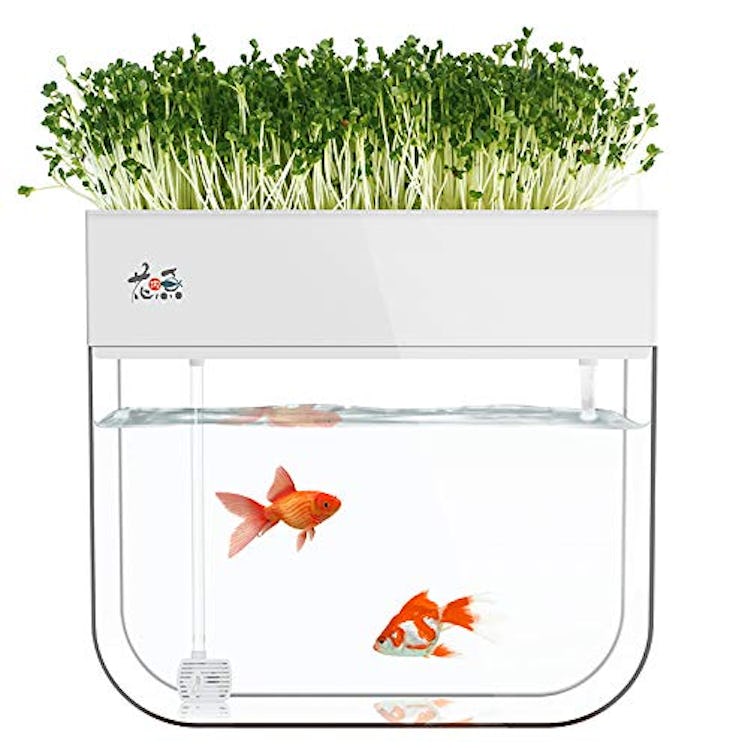 Huamuyu Garden Fish Tank 