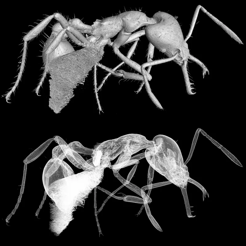 A micro-CT scan of Strumigenys ayersthey