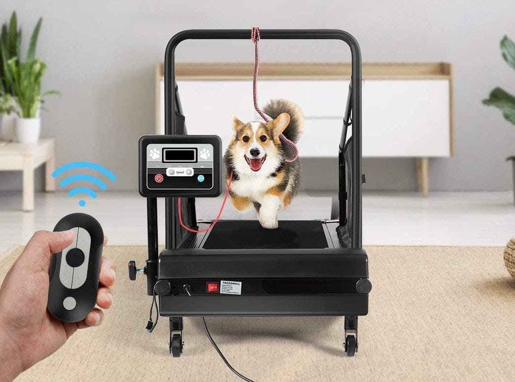 The 4 Best Dog Treadmills