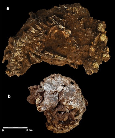Skull and bones embedded in sediment
