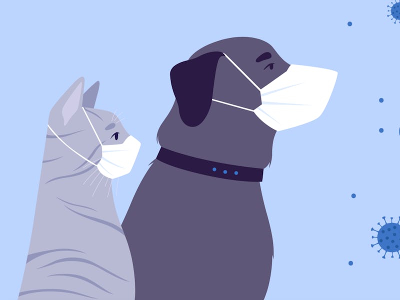 Illustration of dog and cat with face masks and Covid virus