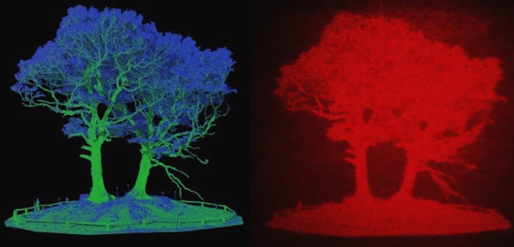 A LIDAR scan of a tree and a holographic representation of the scan.