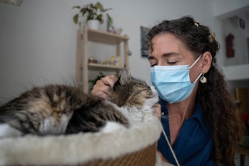 Vet pets cat while wearing face mask